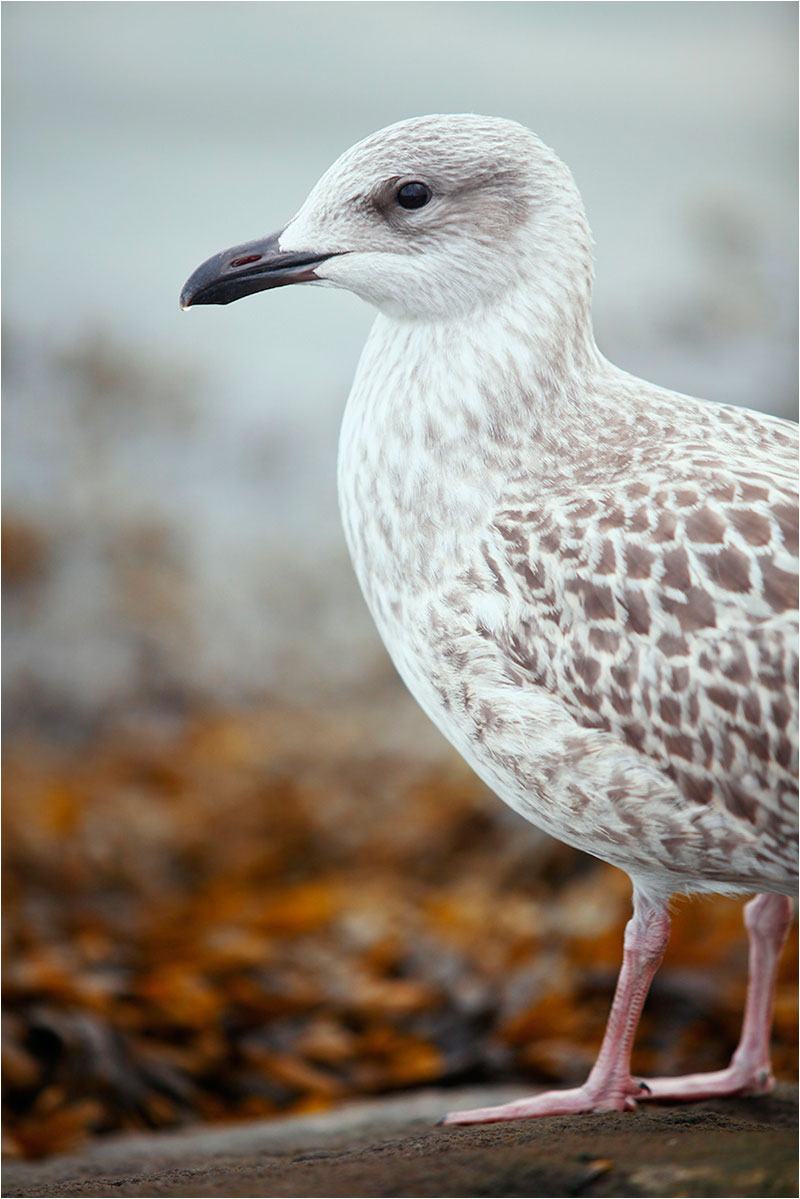 Fotograf Mirko Raatz