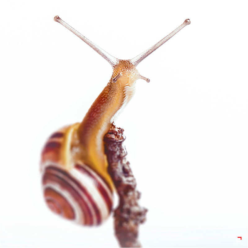 Fotograf Mirko Raatz