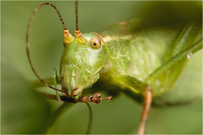 Fotograf Mirko Raatz