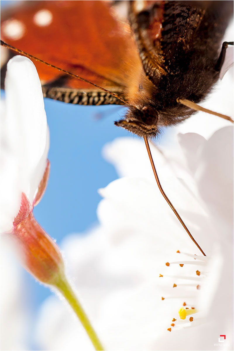 Fotograf Mirko Raatz