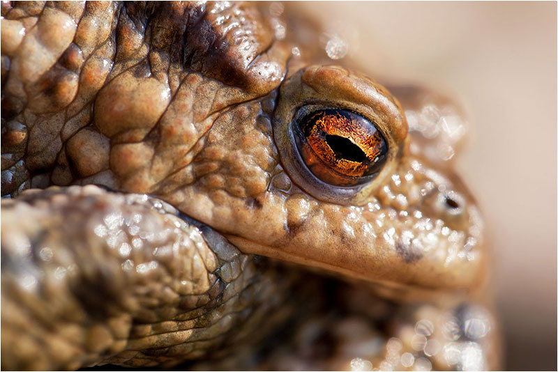 Fotograf Mirko Raatz