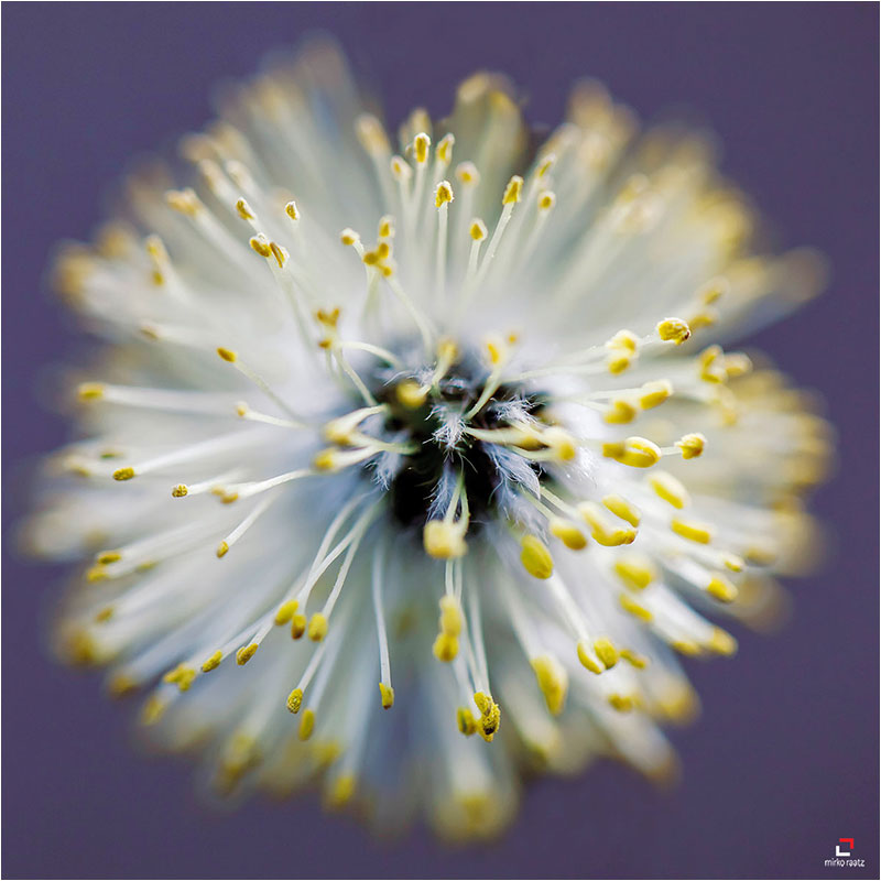 Fotograf Mirko Raatz