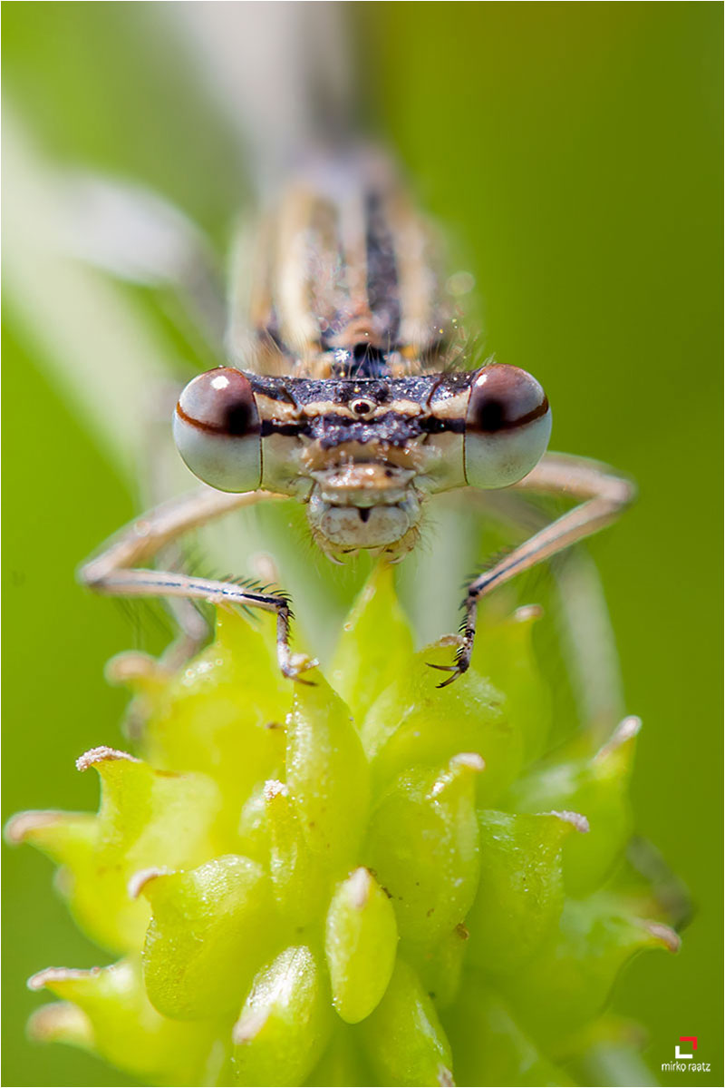 Fotograf Mirko Raatz