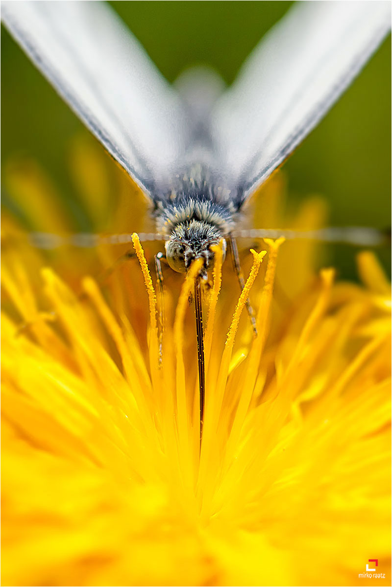 Fotograf Mirko Raatz