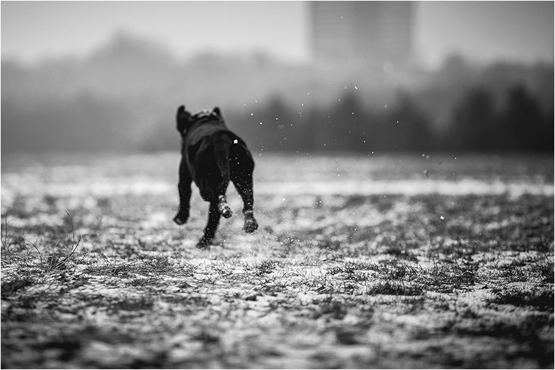 Fotograf Mirko Raatz