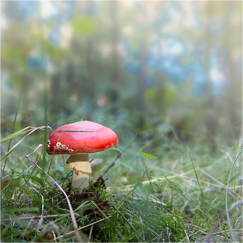 Fotograf Mirko Raatz
