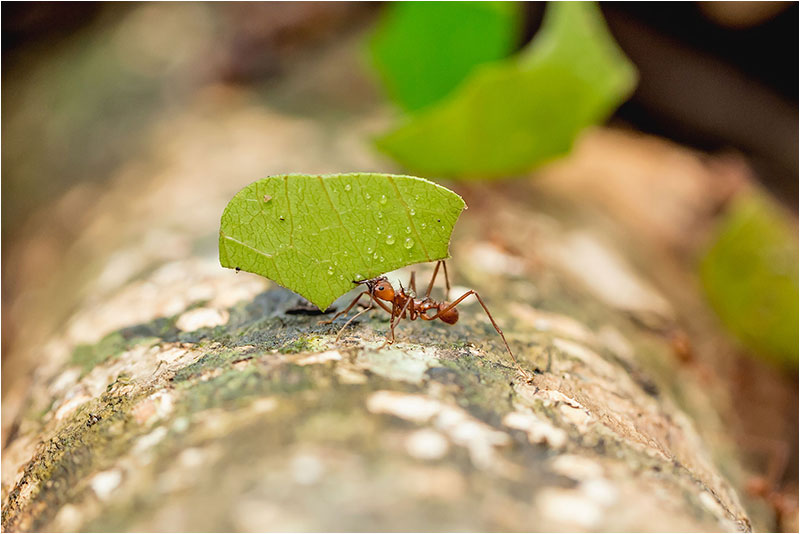 Fotograf Mirko Raatz
