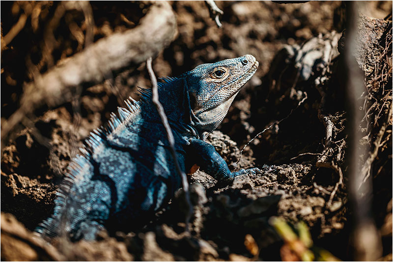 Fotograf Mirko Raatz