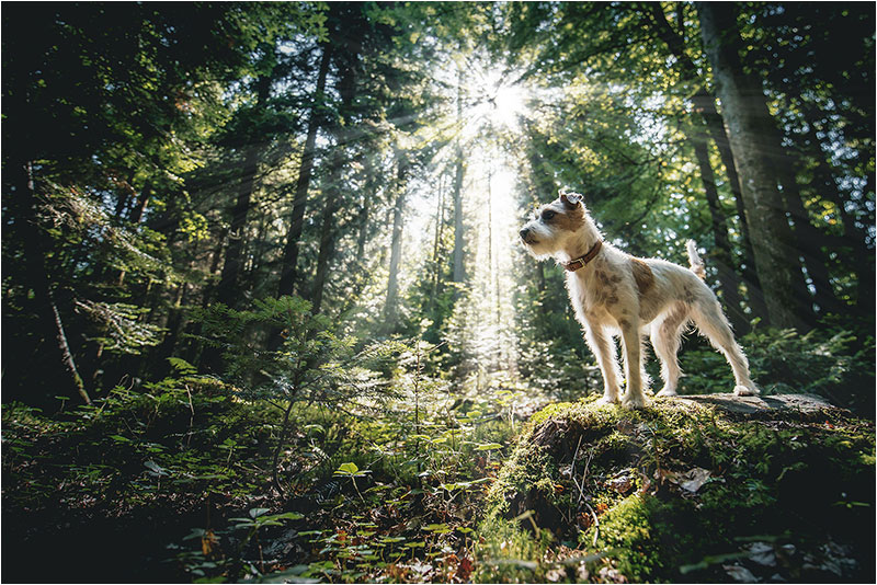 Fotograf Mirko Raatz