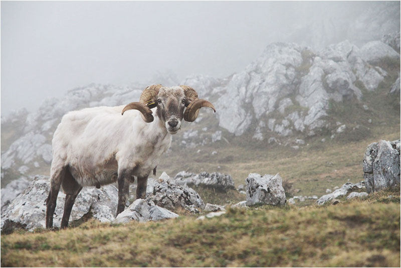 Fotograf Mirko Raatz