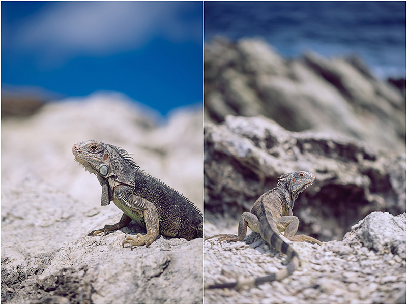 Fotograf Mirko Raatz