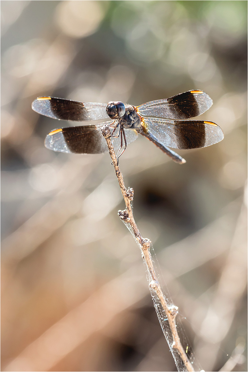 Fotograf Mirko Raatz