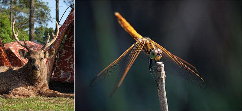 Fotograf Mirko Raatz