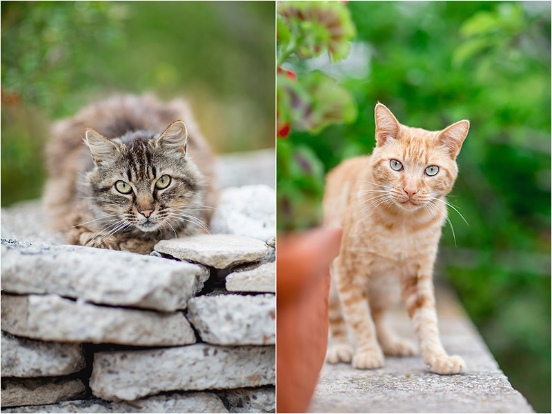 Fotograf Mirko Raatz