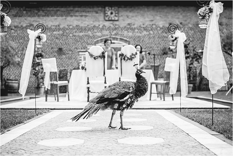 Fotograf Mirko Raatz